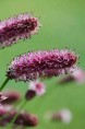 SANGUISORBA officinalis 'Pink Tanna'