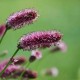 SANGUISORBA officinalis 'Pink Tanna'