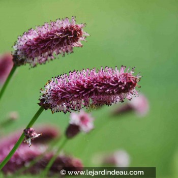 SANGUISORBA officinalis &#039;Pink Tanna&#039;