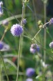 SUCCISA pratensis