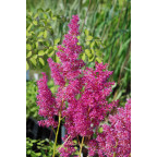 ASTILBE japonica 'Mainz'