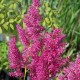 ASTILBE japonica 'Mainz'