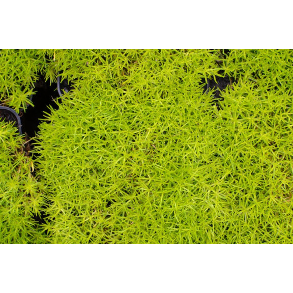 SAGINA subulata 'Aurea'
