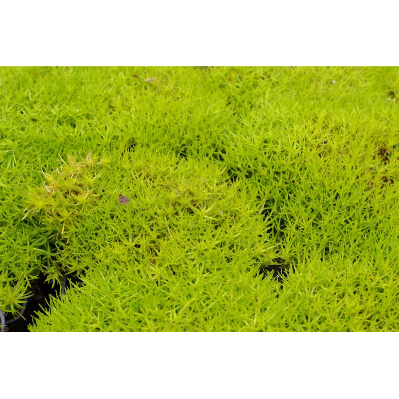 SAGINA subulata 'Aurea'