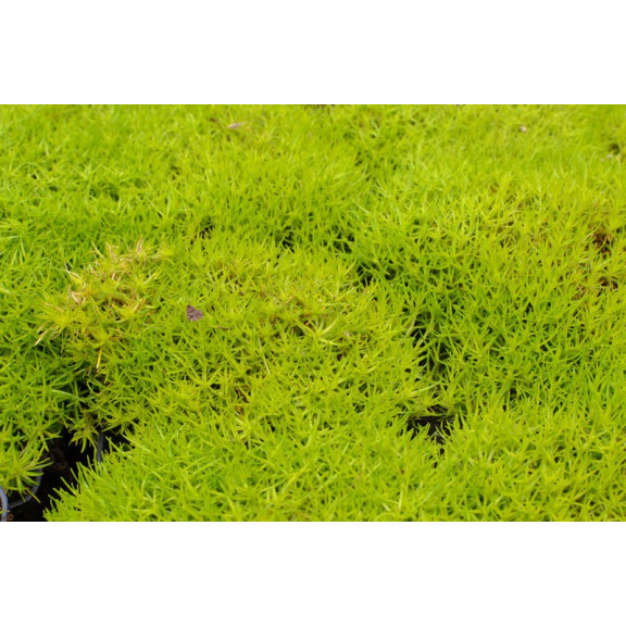 SAGINA subulata 'Aurea'