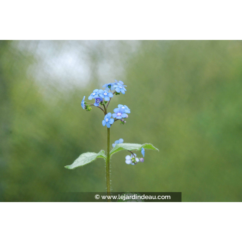 BRUNNERA macrophylla 'Jack Frost' ® BRUNNERA macrophylla 'Jack Frost' ®