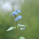 BRUNNERA macrophylla 'Jack Frost' ®