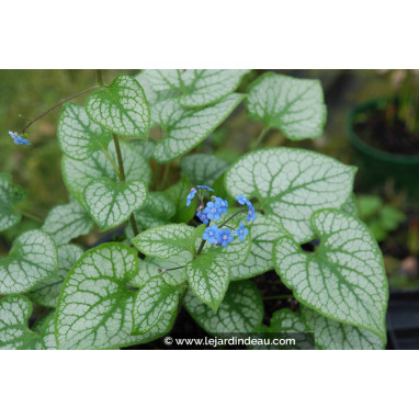 BRUNNERA macrophylla \'Jack Frost\'
