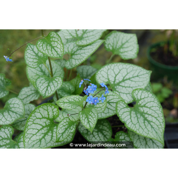 BRUNNERA macrophylla 'Jack Frost' &reg;