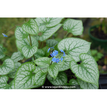BRUNNERA macrophylla \'Jack Frost\'