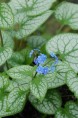 BRUNNERA macrophylla 'Jack Frost'