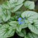 BRUNNERA macrophylla 'Jack Frost' ®