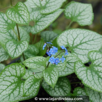 BRUNNERA macrophylla &#039;Jack Frost&#039; ®