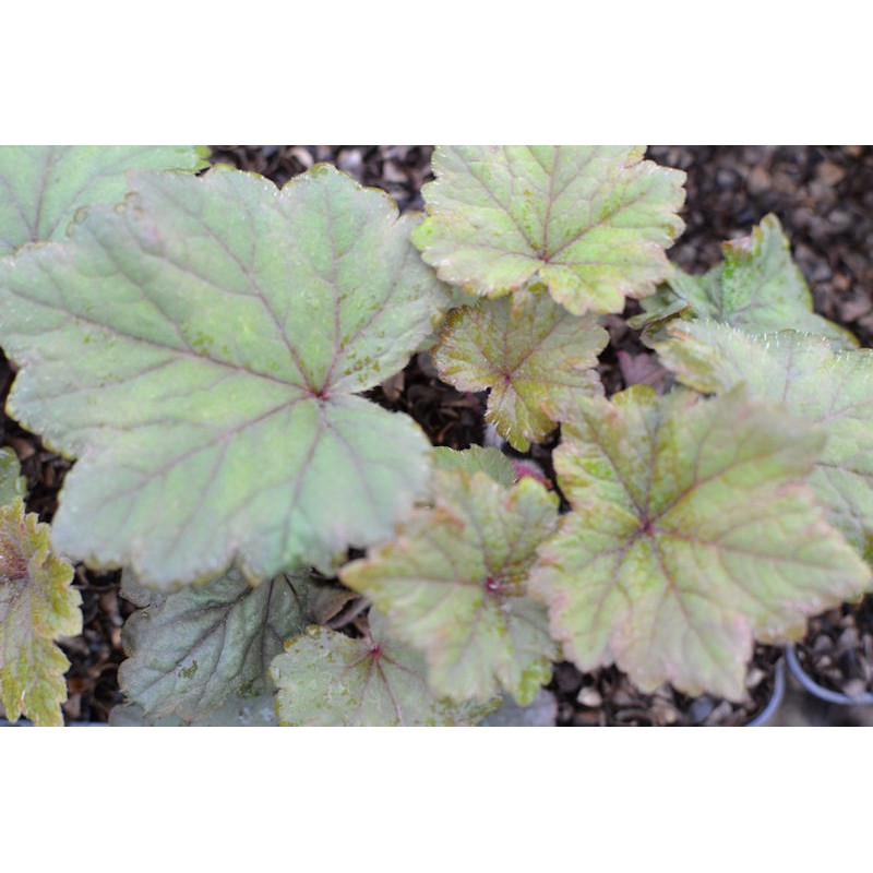 TELLIMA grandiflora 'Rubra'