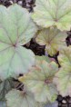 TELLIMA grandiflora 'Rubra'