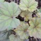 TELLIMA grandiflora 'Rubra'