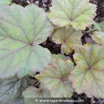 TELLIMA grandiflora &#039;Rubra&#039;