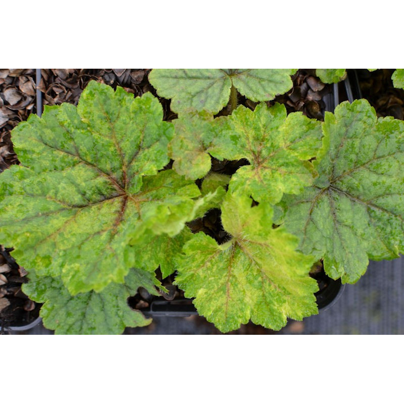 TELLIMA grandiflora 'Delphine'