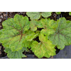 TELLIMA grandiflora 'Delphine'