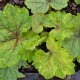 TELLIMA grandiflora 'Delphine'