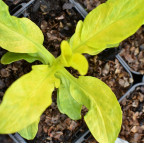 VALERIANA phu 'Aurea'