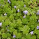 VERONICA filiformis