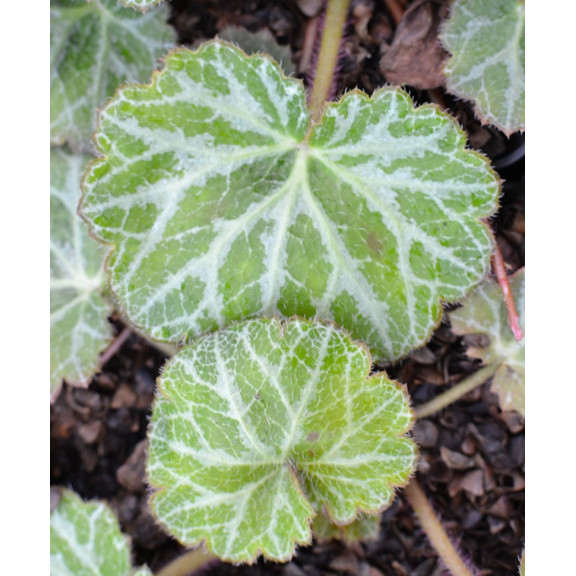 SAXIFRAGA stolonifera 'Cuscutiformis'