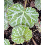 SAXIFRAGA stolonifera 'Cuscutiformis' SAXIFRAGA stolonifera 'Cuscutiformis'
