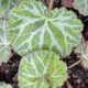 SAXIFRAGA stolonifera 'Cuscutiformis'