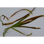 VALLISNERIA gigantea