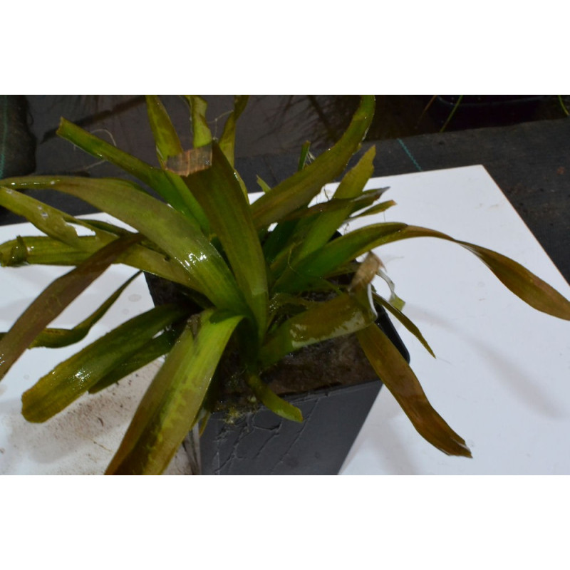 VALLISNERIA gigantea