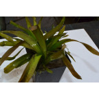 VALLISNERIA gigantea