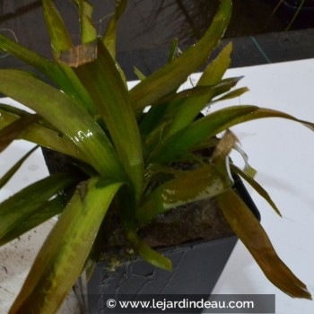 VALLISNERIA gigantea