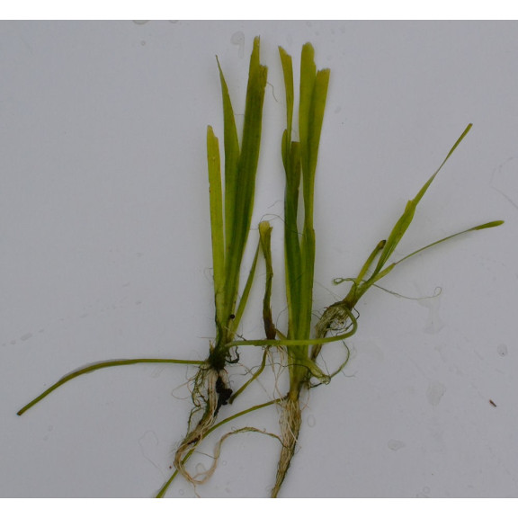VALLISNERIA spiralis