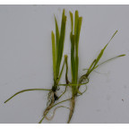 VALLISNERIA spiralis