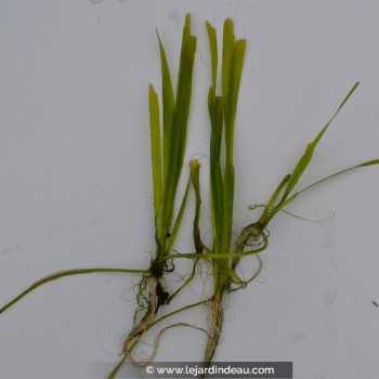 VALLISNERIA spiralis