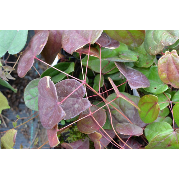EPIMEDIUM 'Arctic Wings'