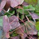 EPIMEDIUM 'Arctic Wings'