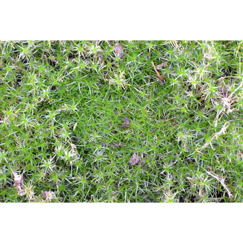 SAGINA subulata SAGINA subulata