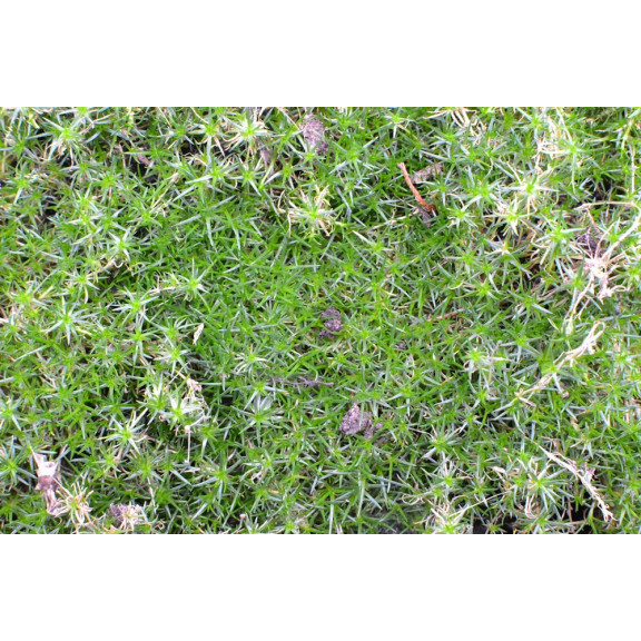 SAGINA subulata