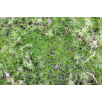 SAGINA subulata SAGINA subulata