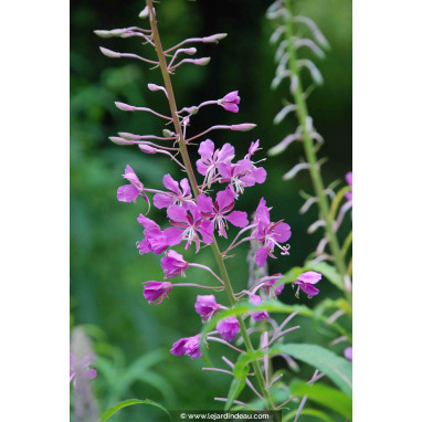 CHAMERION angustifolium