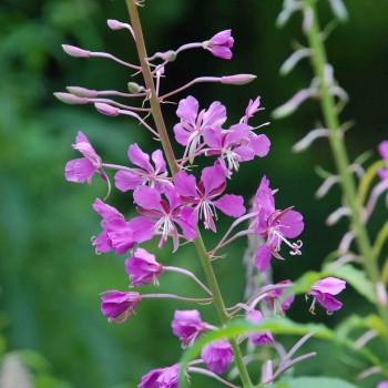 CHAMERION angustifolium