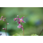 EPIMEDIUM grandiflorum 'Lilafee'