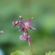 EPIMEDIUM grandiflorum 'Lilafee'