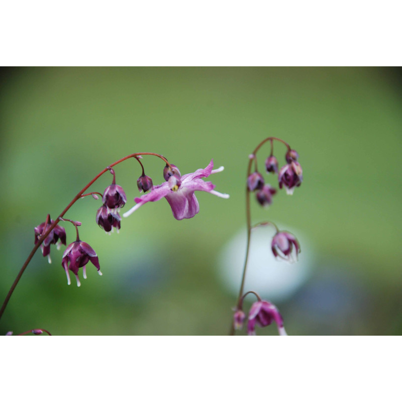 EPIMEDIUM grandiflorum 'Lilafee'