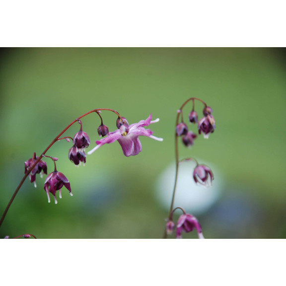 EPIMEDIUM grandiflorum 'Lilafee'