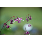 EPIMEDIUM grandiflorum 'Lilafee'