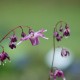 EPIMEDIUM grandiflorum 'Lilafee'