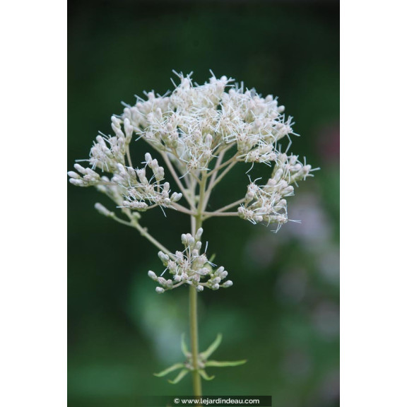 EUPATORIUM maculatum 'Album'